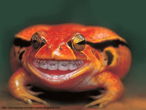 funny frog photo: Photoshop animated gif - Frog photoshopanimatedgif.gif