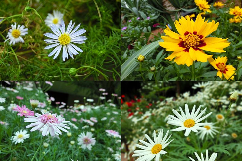  photo flowers.jpg