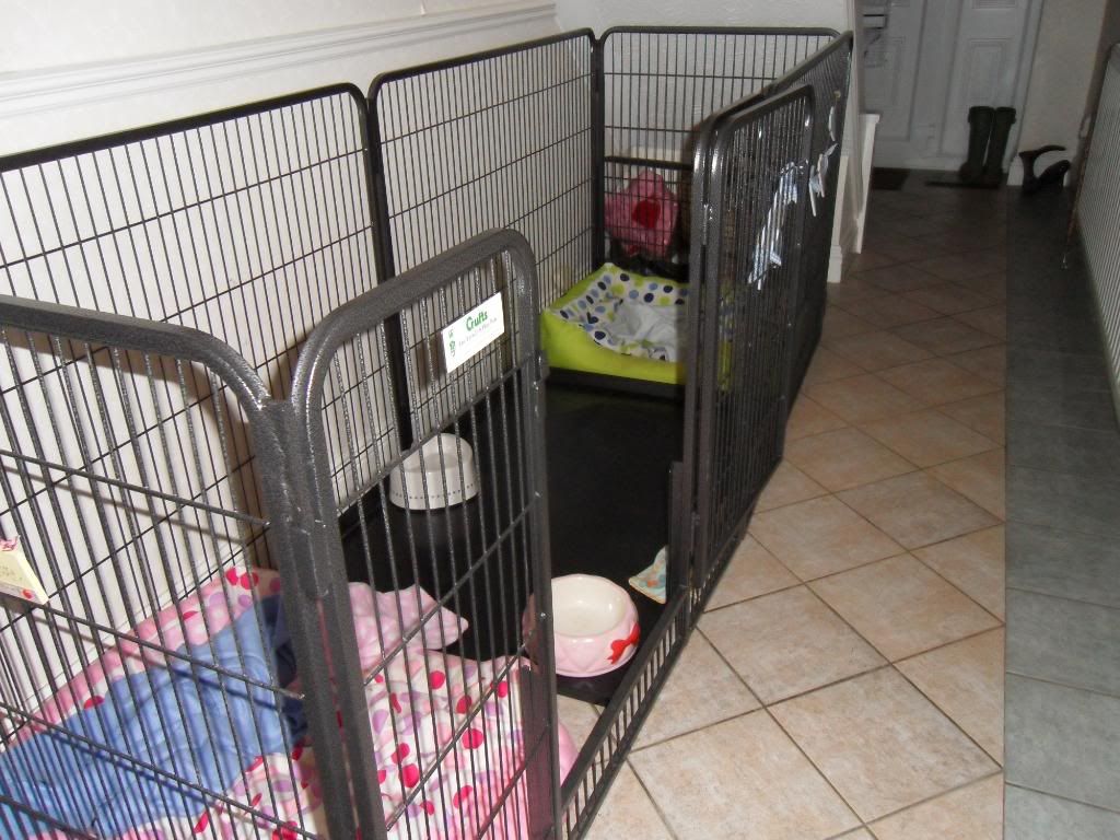 crufts puppy pen for sale