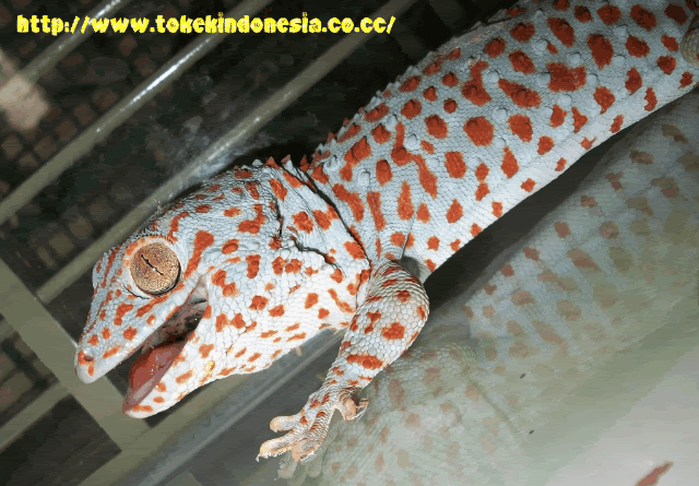 tucktoo lizard