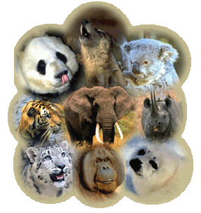assorted animals Pictures, Images and Photos