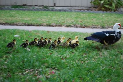 little ducks all in a row