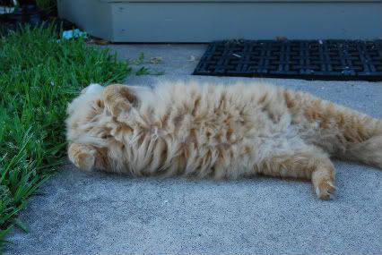 kitty stretch