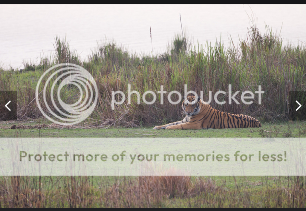 Tigers of North-Eastern India