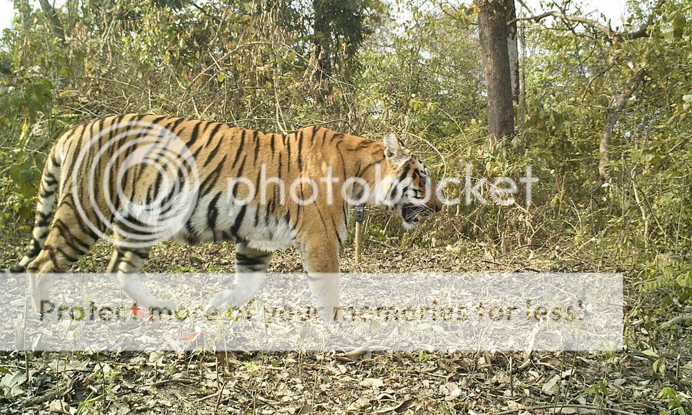 Nepal tigers