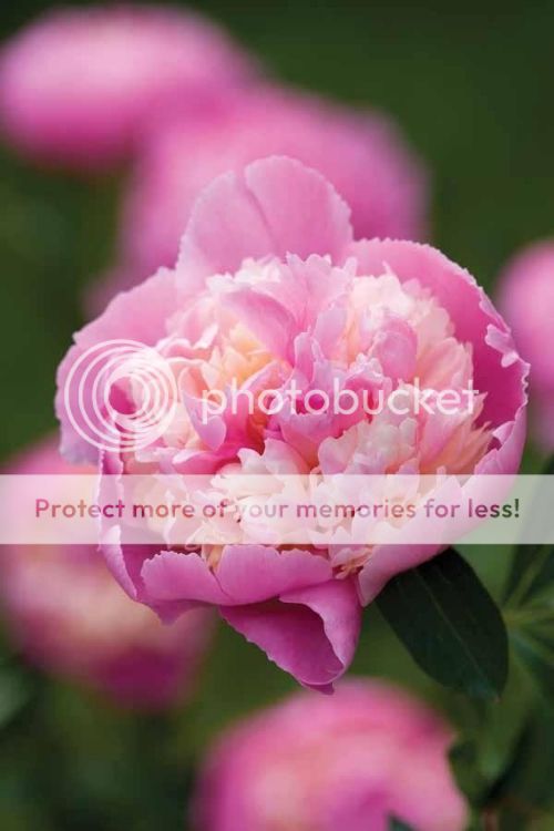 Beautiful Peony 'Sorbet' (Paeonia) 4-6 eyes Preorder for Spring 2015!